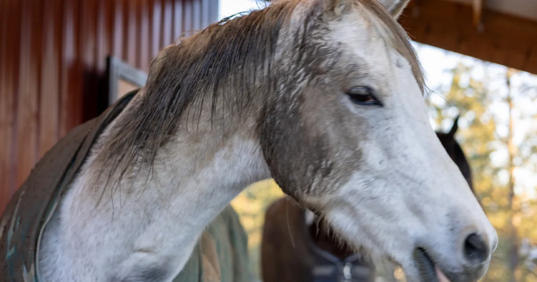 A horse is photographed inside a custom horse barn